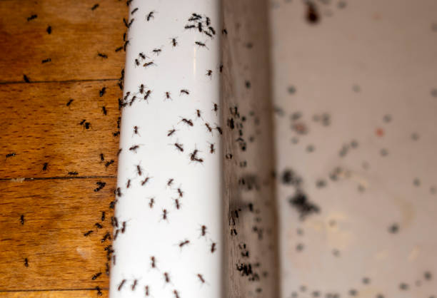 Trusted Mobile, AL Pest Control Experts