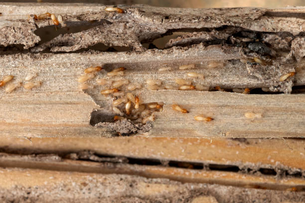 Best Pest Inspection Near Me  in Mobile, AL